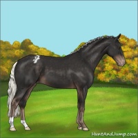 Horse Color:Liver Chestnut Mushroom Appaloosa 