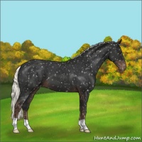 Horse Color:Liver Chestnut Mushroom Snowflake Varnish