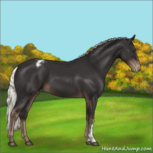 Horse Color:Liver Chestnut Mushroom Varnish