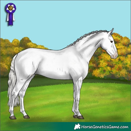 Horse Color:Liver Chestnut Mushroom Appaloosa 