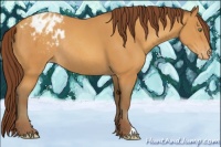 Horse Color:Sable Cream Champagne Appaloosa Rabicano