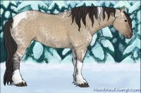 Horse Color:Buckskin Ice Dun Tobiano Rabicano 