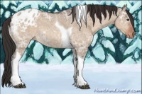 Horse Color:Brown Ice Dun Tobiano Appaloosa Rabicano