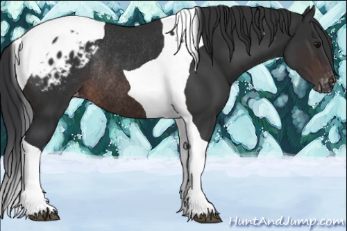 Horse Color:Brown Tobiano Blanket Rabicano