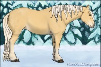 Horse Color:Palomino Rabicano 