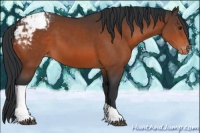 Horse Color:Brown Tobiano Appaloosa Rabicano 
