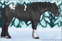 Horse Color:Black Tobiano Appaloosa Rabicano 