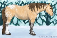 Horse Color:Buckskin Ice Appaloosa Rabicano