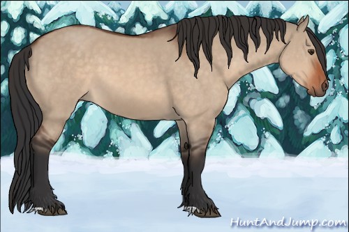 Horse Color:Brown Dun
