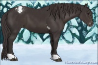 Horse Color:Smoky Black Tobiano Appaloosa Rabicano 