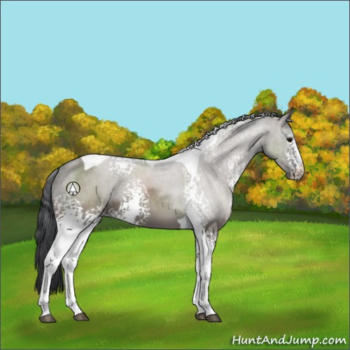 Horse Color:White Spotted Grullo Tobiano