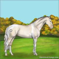 Horse Color:Silver Buckskin Pearl Dun Sabino Tobiano Rabicano 