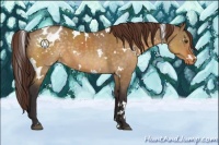 Horse Color:White Spotted Buckskin Dun Appaloosa 