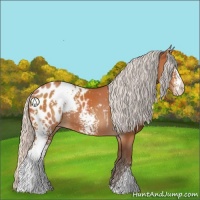 Horse Color:White Spotted Silver Bay Sabino Appaloosa 