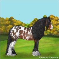 Horse Color:Brown Sabino Near Leopard 