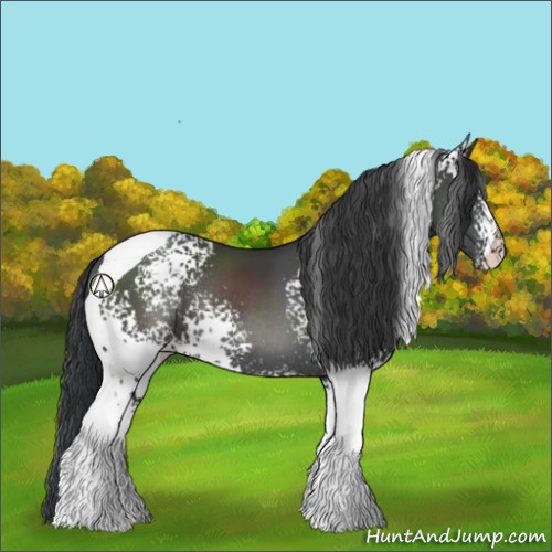 Horse Color:White Spotted Black Tobiano Rabicano 