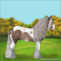 Horse Color:Silver Black Sabino Tobiano Rabicano 