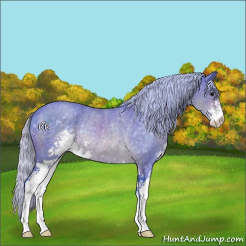 Horse Color:Watercolor Silver Brown Sabino Rabicano 