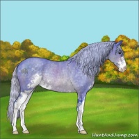 Horse Color:Watercolor Silver Brown Sabino Rabicano