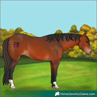 Horse Color:Bay 