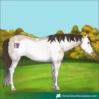 Horse Color:Amber Champagne Dun Sabino Splash Frame 
