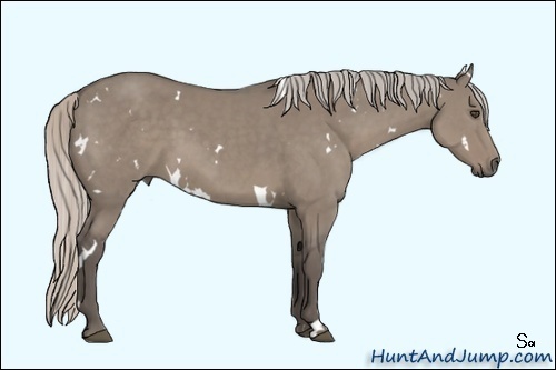 Horse Color:White Spotted Silver Grullo Sabino 