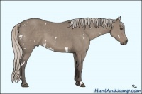 Horse Color:White Spotted Silver Grullo Sabino