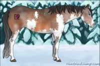 Horse Color:Brown Splash 