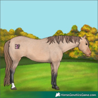 Horse Color:Bay Dun Appaloosa 