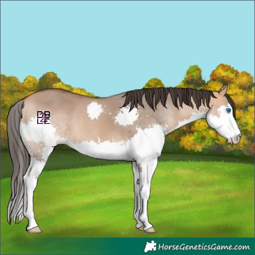 Horse Color:Bay Dun Splash 