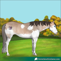 Horse Color:Bay Dun Splash 