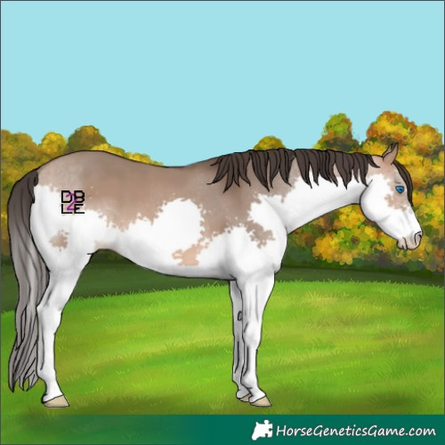 Horse Color:Bay Dun Splash 