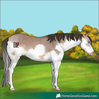 Horse Color:Bay Dun Splash 