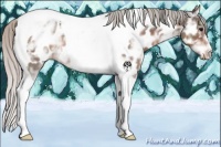 Horse Color:Silver Brown Ice Tobiano Appaloosa 