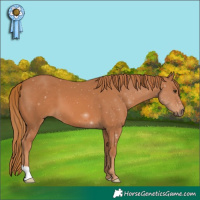 Horse Color:Chestnut 