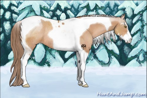 Horse Color:Brown Pearl Sabino Tobiano Rabicano 