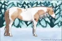 Horse Color:Brown Pearl Sabino Tobiano Rabicano 