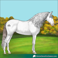 Horse Color:Chocolate Brown Splash Appaloosa 