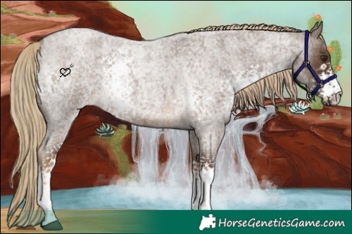 Horse Color:White Spotted Chocolate Palomino Roan 
