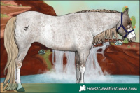 Horse Color:White Spotted Chocolate Palomino Roan 