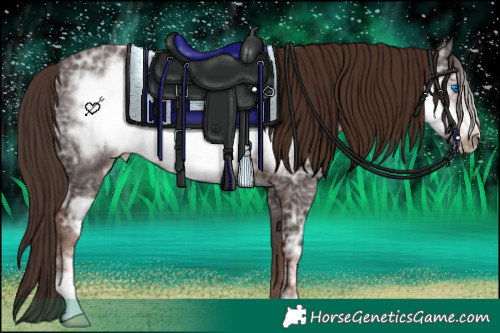 Horse Color:Liver Chestnut Ice Frame 