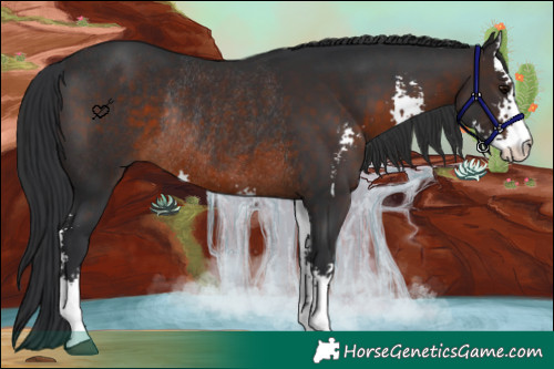 Horse Color:Brown Sabino Rabicano 