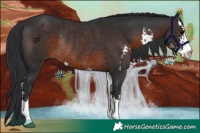 Horse Color:Brown Sabino Rabicano 