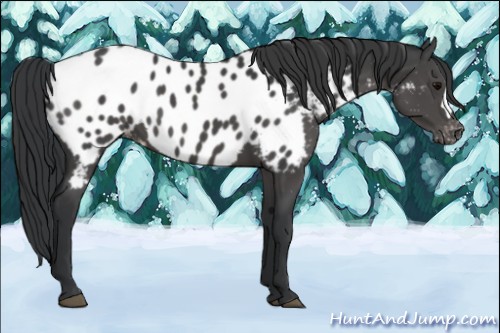 Horse Color:Black Appaloosa 