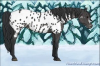 Horse Color:Black Appaloosa 