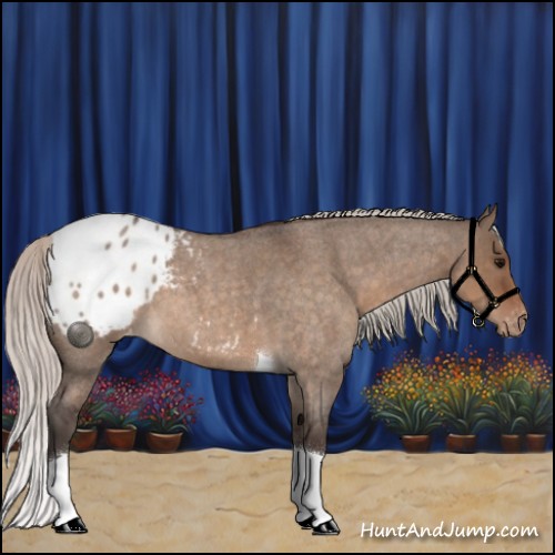 Horse Color:Silver Brown Roan Dun Tobiano Appaloosa 