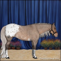 Horse Color:Silver Brown Roan Dun Tobiano Appaloosa 