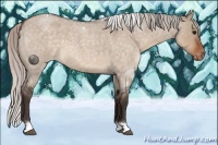 Horse Color:Silver Brown Roan Dun Appaloosa 