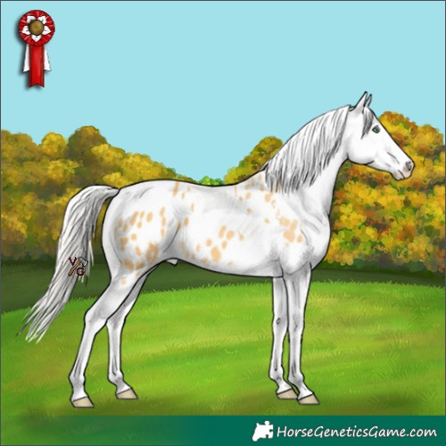 Horse Color:Silver Amber Cream Champagne Tobiano Appaloosa 