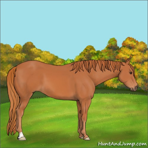 Horse Color:Chestnut 